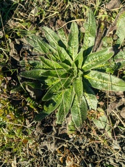 Echium italicum biebersteinii