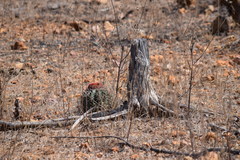Melocactus zehntneri