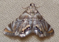 Eoparargyractis irroratalis