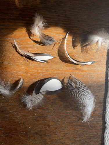 Plume de Harle huppé