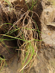 Festuca ammobia