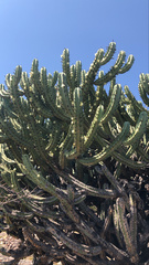 Myrtillocactus geometrizans