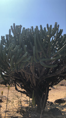 Myrtillocactus geometrizans