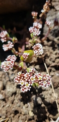 Crassula obovata