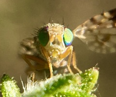 Neotephritis finalis