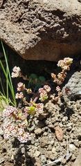 Crassula obovata