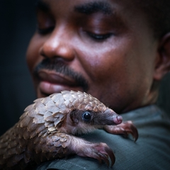 Phataginus tricuspis