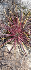 Hechtia texensis
