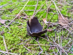 Dissingia leucomelaena