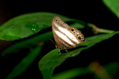 Pareuptychia hesionides