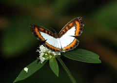 Nymphidium caricae