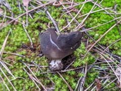 Dissingia leucomelaena