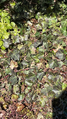Hedera helix