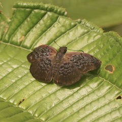 Camptopleura auxo