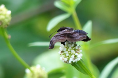 Helias phalaenoides