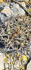 Thelocactus rinconensis rinconensis