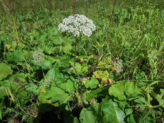 Heracleum ponticum