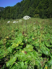 Heracleum ponticum