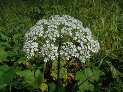 Heracleum ponticum