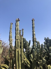 Isolatocereus dumortieri