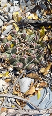 Thelocactus rinconensis rinconensis
