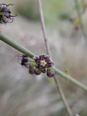 Periploca aphylla
