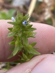 Veronica arvensis