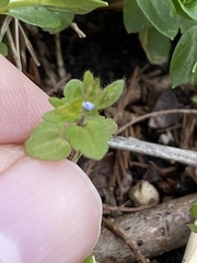 Veronica arvensis