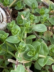 Lysimachia arvensis