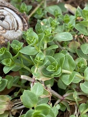 Lysimachia arvensis