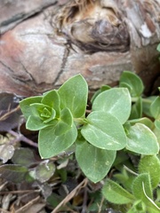 Lysimachia arvensis