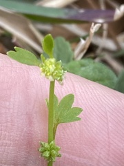 Ranunculus platensis