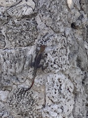 Agama picticauda image