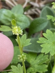 Ranunculus platensis