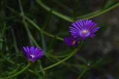 Delosperma monanthemum
