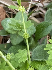 Ranunculus platensis