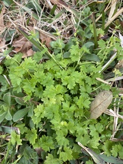 Ranunculus platensis