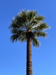 Washingtonia