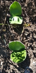 Haemanthus humilis