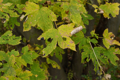 Acer pseudoplatanus