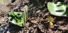 Haemanthus humilis