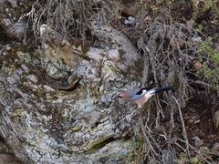 Garrulus glandarius glaszneri