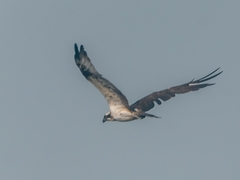 Pandion haliaetus