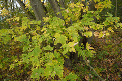 Acer pseudoplatanus