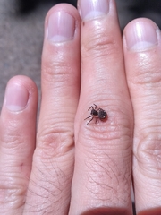 Bucranium taurifrons