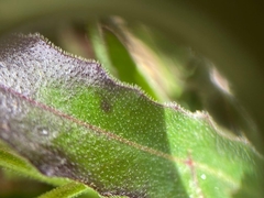 Leontodon tenuiflorus