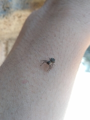 Bucranium taurifrons