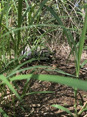 Chelonoidis carbonarius