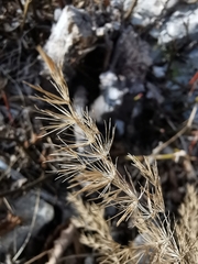 Asparagus tenuifolius