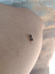 Bucranium taurifrons